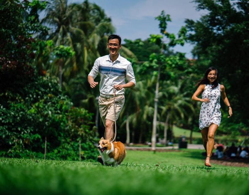 國外寵物創意產品設計 國外寵物創意產品設計