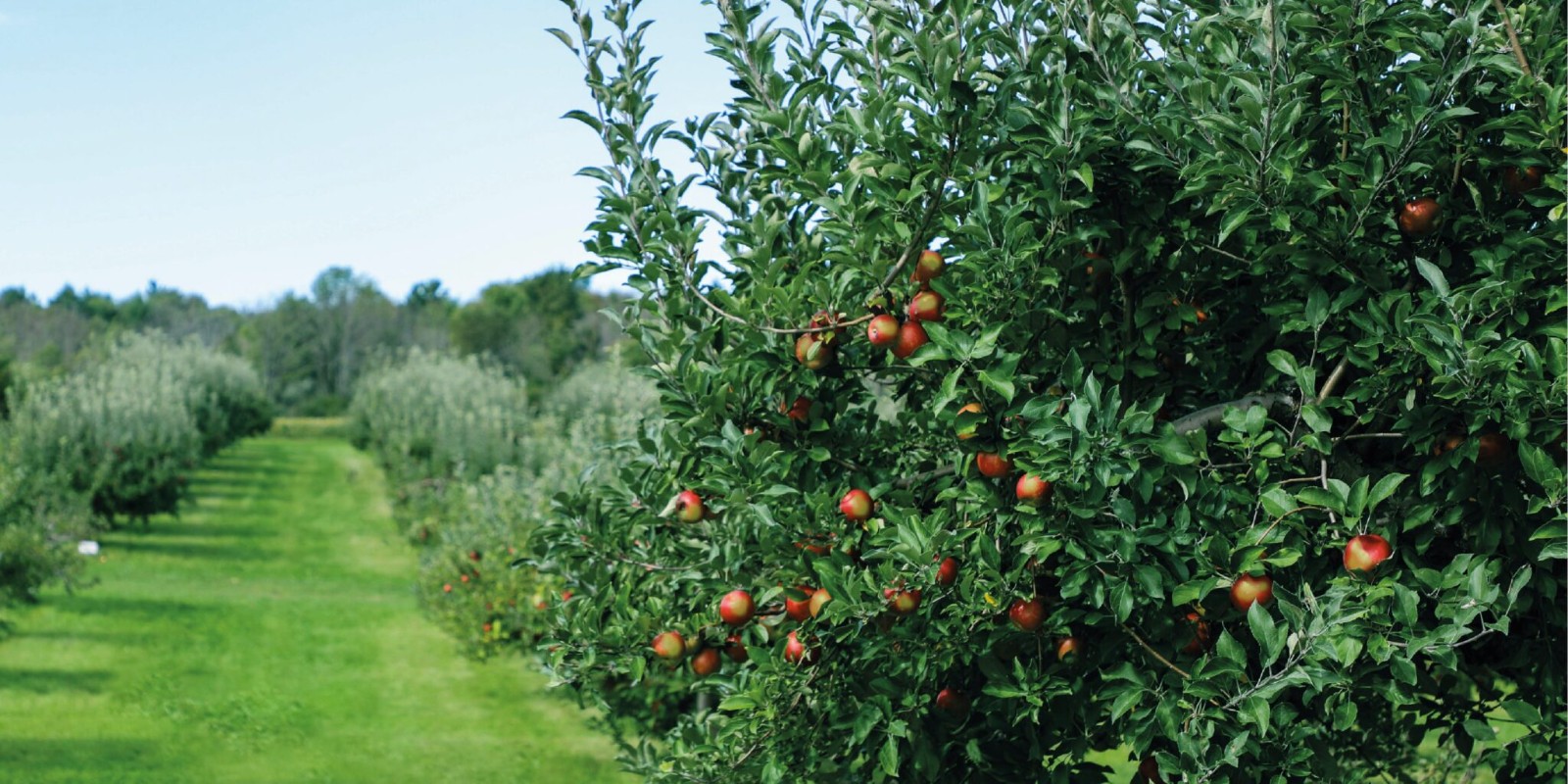 蘋(píng)果包裝設(shè)計(jì),水果包裝設(shè)計(jì)公司 蘋(píng)果包裝設(shè)計(jì),水果包裝設(shè)計(jì)公司